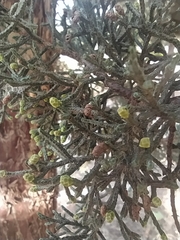 Cupressus