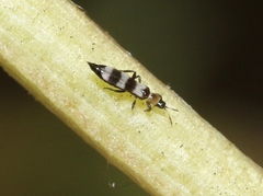 Aeolothrips collaris