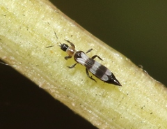 Aeolothrips collaris
