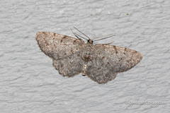 Aethalura intertexta