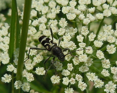 Chlorophorus figuratus