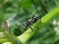 Chlorophorus figuratus
