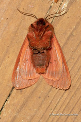 Phragmatobia assimilans