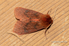 Phragmatobia assimilans