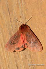 Phragmatobia assimilans