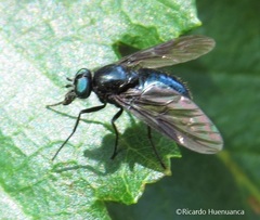 Dasyomma caeruleum