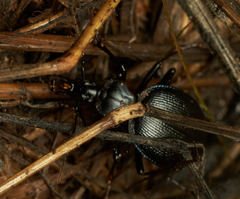 Scaphinotus interruptus