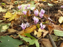 Cyclamen hederifolium