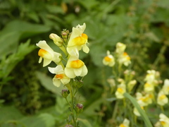 Linaria vulgaris