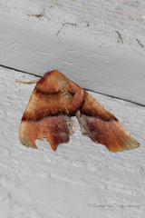 Plagodis phlogosaria