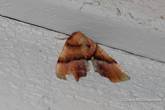 Plagodis phlogosaria