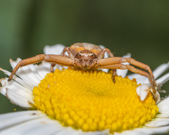 Xysticus punctatus