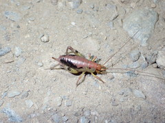 Gammarotettix aesculus