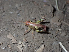 Gammarotettix aesculus