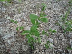 Polygonum aviculare aviculare