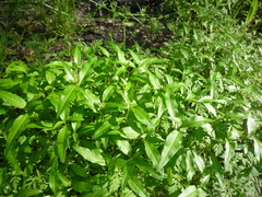 Persicaria mitis