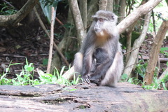 Cercopithecus mitis labiatus