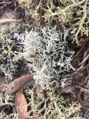 Cladonia pachycladodes