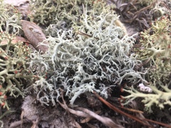 Cladonia pachycladodes