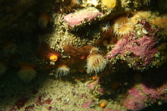 Habrosanthus bathamae image