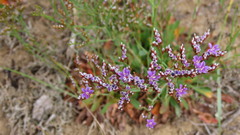 Limonium binervosum