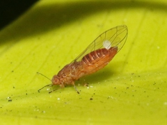 Trioza brevigenae