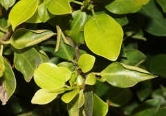 Trioza brevigenae