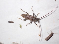 Brothylus gemmulatus