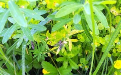 Chamaesphecia tenthrediniformis