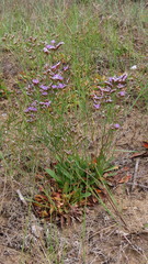 Limonium binervosum