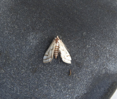 Parapoynx badiusalis