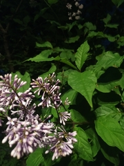 Syringa vulgaris