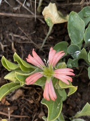 Silene salmonacea