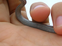 Contia tenuis