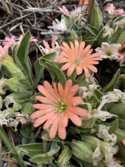 Silene salmonacea