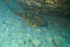 Helicolenus percoides