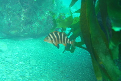 Chirodactylus spectabilis