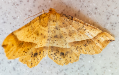 Euchlaena tigrinaria