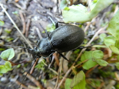 Carabus aeruginosus