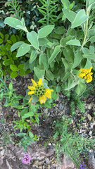 Phlomis fruticosa