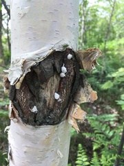 Pulvinaria innumerabilis