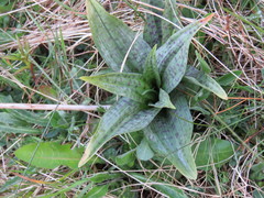 Dactylorhiza purpurella