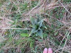 Dactylorhiza purpurella