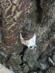 Pulvinaria innumerabilis