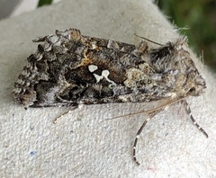 Syngrapha octoscripta