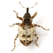 Conotrachelus leucophaeatus - Photo (c) Mike Quinn, Austin, TX, some rights reserved (CC BY-NC), uploaded by Mike Quinn, Austin, TX