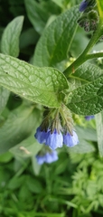 Symphytum caucasicum