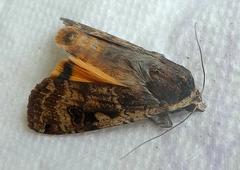 Lepidoptera