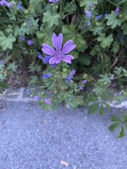 Malva sylvestris sylvestris