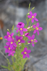 Zeltnera calycosa